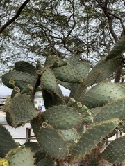 Opuntia galapageia