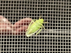 Gyponana