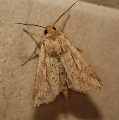 Mythimna decisissima
