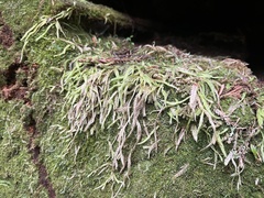 Plagiothecium undulatum