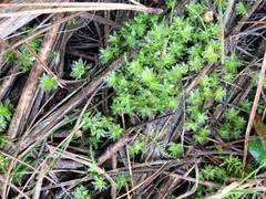 Rosulabryum subtomentosum
