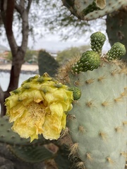 Opuntia galapageia