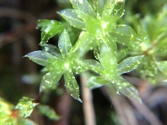 Rosulabryum subtomentosum