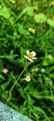 Tridax procumbens