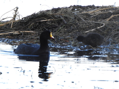 Fulica gigantea
