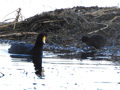 Fulica gigantea