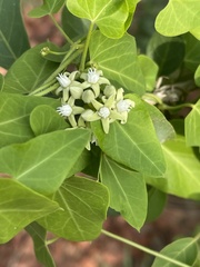 Cynanchum mossambicense