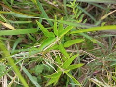 Croton bonplandianus