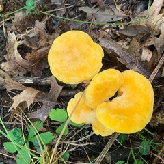 Cantharellus