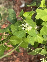 Cynanchum mossambicense