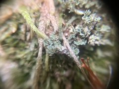 Cladonia bellidiflora