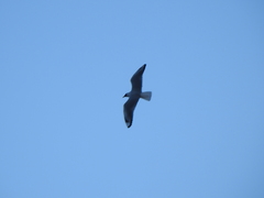 Chroicocephalus serranus