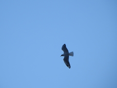 Chroicocephalus serranus