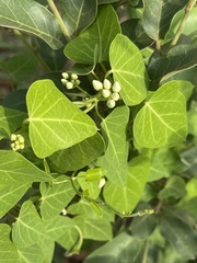 Cynanchum mossambicense