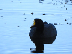 Fulica gigantea