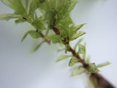 Rosulabryum subtomentosum