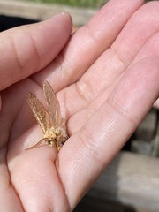 Lophocampa mixta