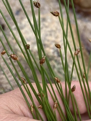 Fimbristylis nutans