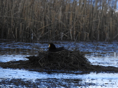 Fulica gigantea