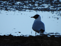 Chroicocephalus serranus
