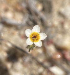 Leptosiphon lemmonii