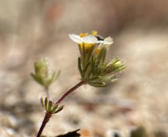 Leptosiphon lemmonii