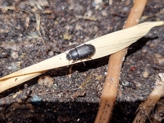 Blapstinus