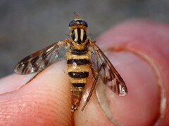 Therevidae