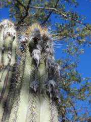 Pilosocereus