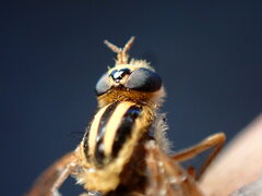 Therevidae