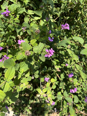 Lantana montevidensis