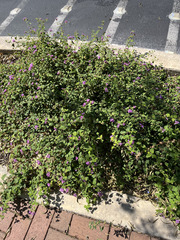 Lantana montevidensis