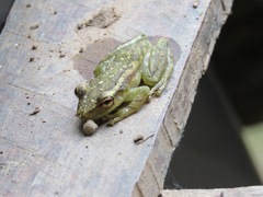 Scinax