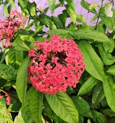 Ixora chinensis