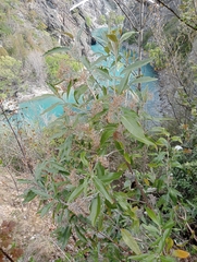 Olearia avicenniifolia