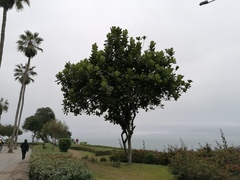 Ficus lyrata