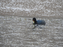 Fulica ardesiaca