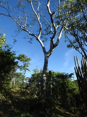 Conzattia multiflora