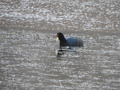 Fulica ardesiaca