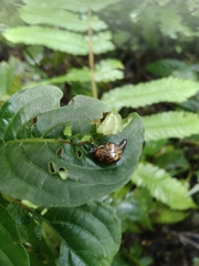 Helicarionidae