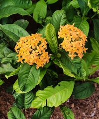 Ixora