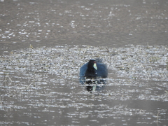 Fulica ardesiaca