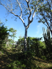 Conzattia multiflora
