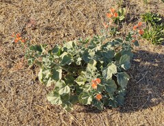 Sphaeralcea munroana