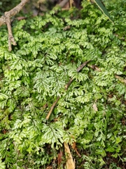 Hymenophyllum cupressiforme