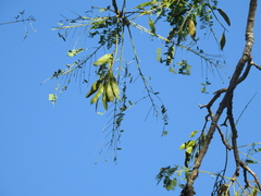Conzattia multiflora