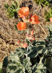 Sphaeralcea munroana