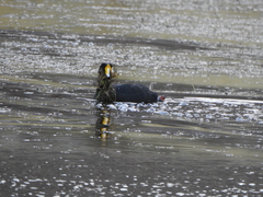 Fulica gigantea