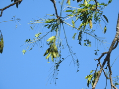 Conzattia multiflora