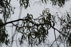 Setophaga fusca
